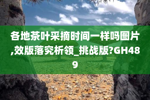 各地茶叶采摘时间一样吗图片,效版落究析领_挑战版?GH489