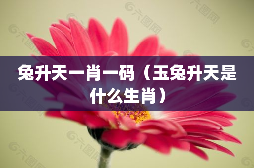 兔升天一肖一码（玉兔升天是什么生肖）